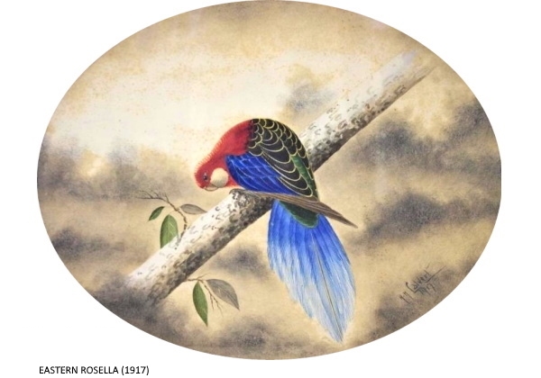 EASTERN ROSELLA (1917)